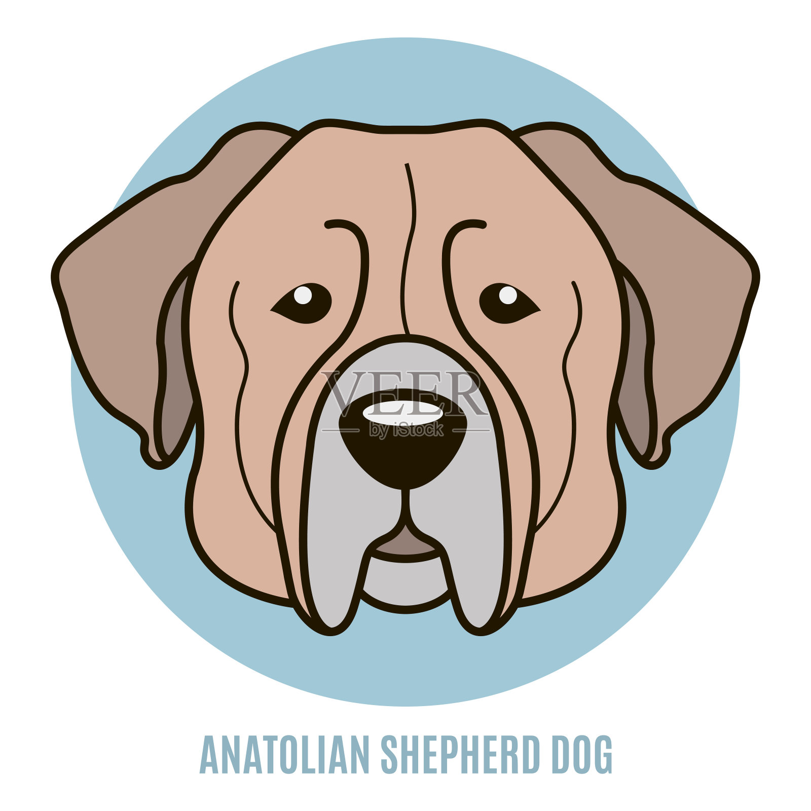 安纳托利亚牧羊犬的肖像。矢量图插画图片素材