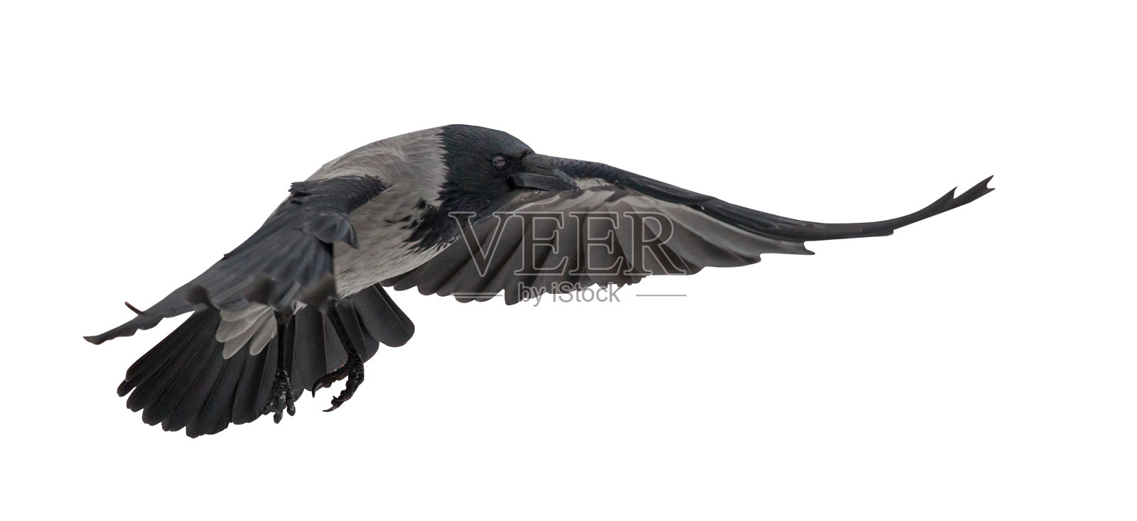 大灰乌鸦飞在白色照片摄影图片