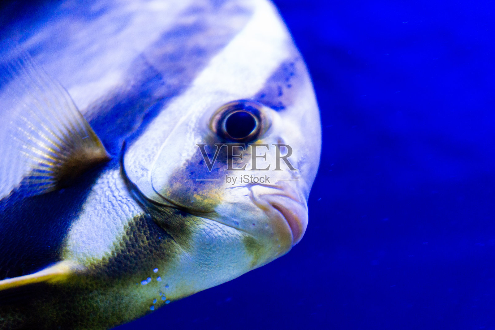 热带鱼照片摄影图片