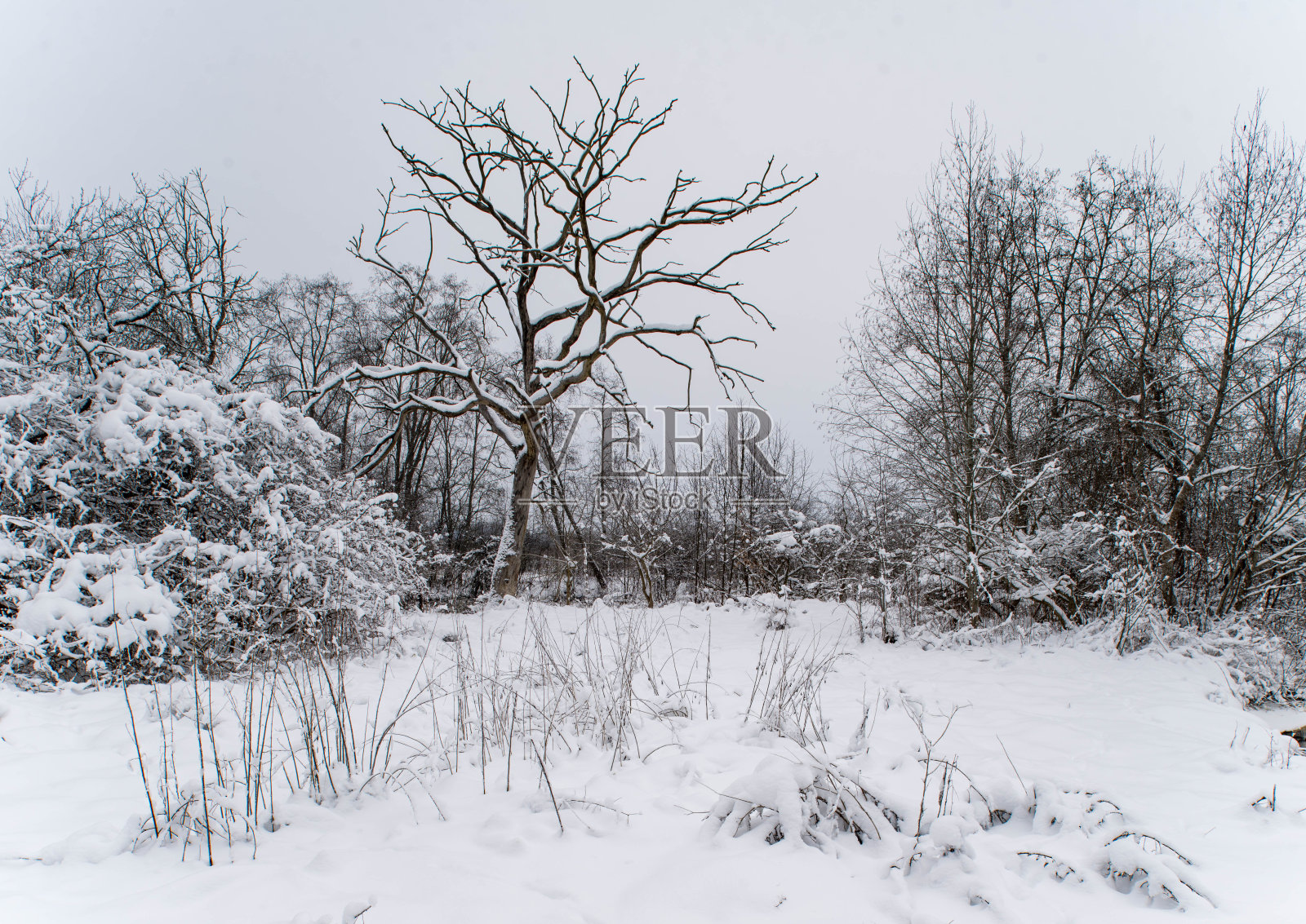 风景优美的冬季景观。美丽的大自然。森林里被白雪覆盖的树木。多云的天气。照片摄影图片