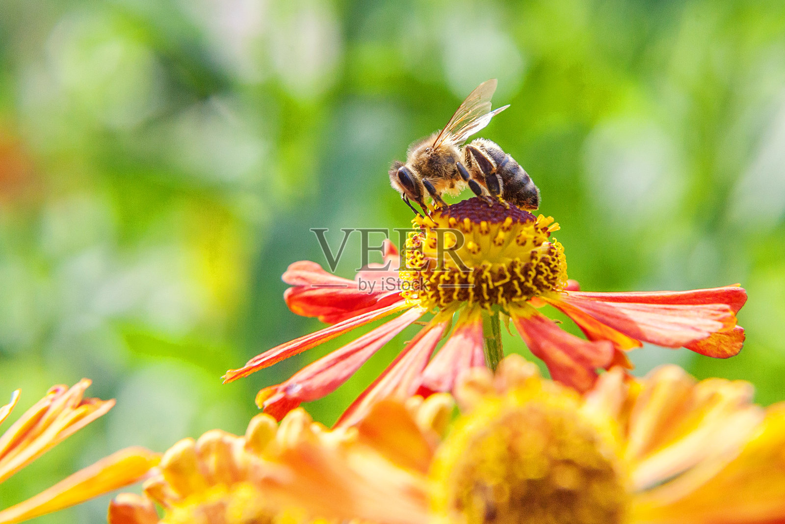 蜜蜂戴着黄色的花粉喝花蜜，为橙色的花授粉。鼓舞人心的自然花卉，春天或夏天盛开的花园或公园背景。昆虫的生活。宏关闭照片摄影图片