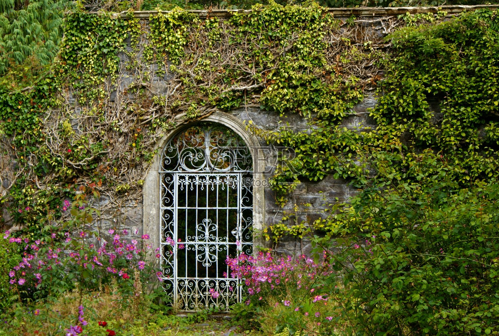 植物生长在伊甸园的一堵墙，加尼什岛，爱尔兰照片摄影图片