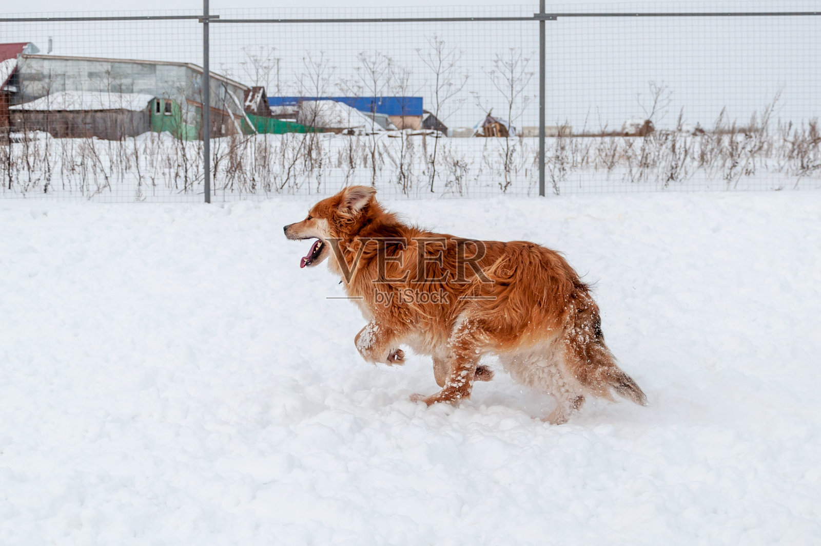 在雪地里奔跑玩耍的红色大狗照片摄影图片