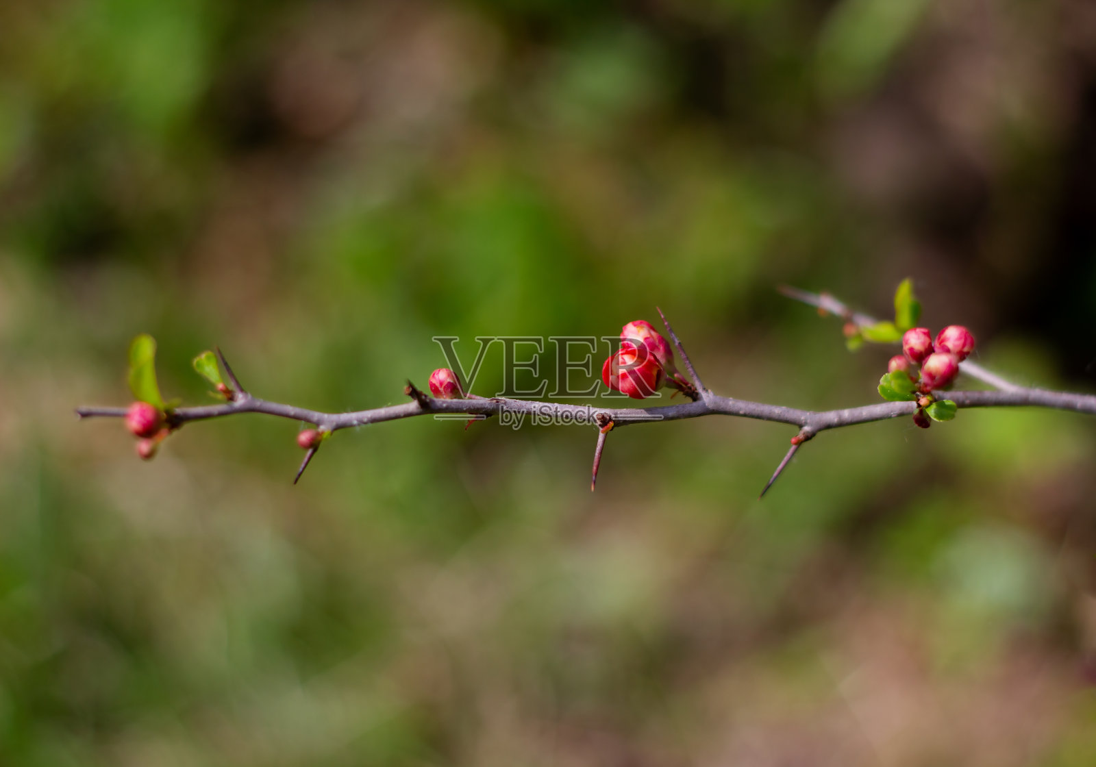 自然植物的背景。贴梗海棠开花。日本梨花。春天的花园里有一堵鲜花墙。红色的榅桲花特写。照片摄影图片