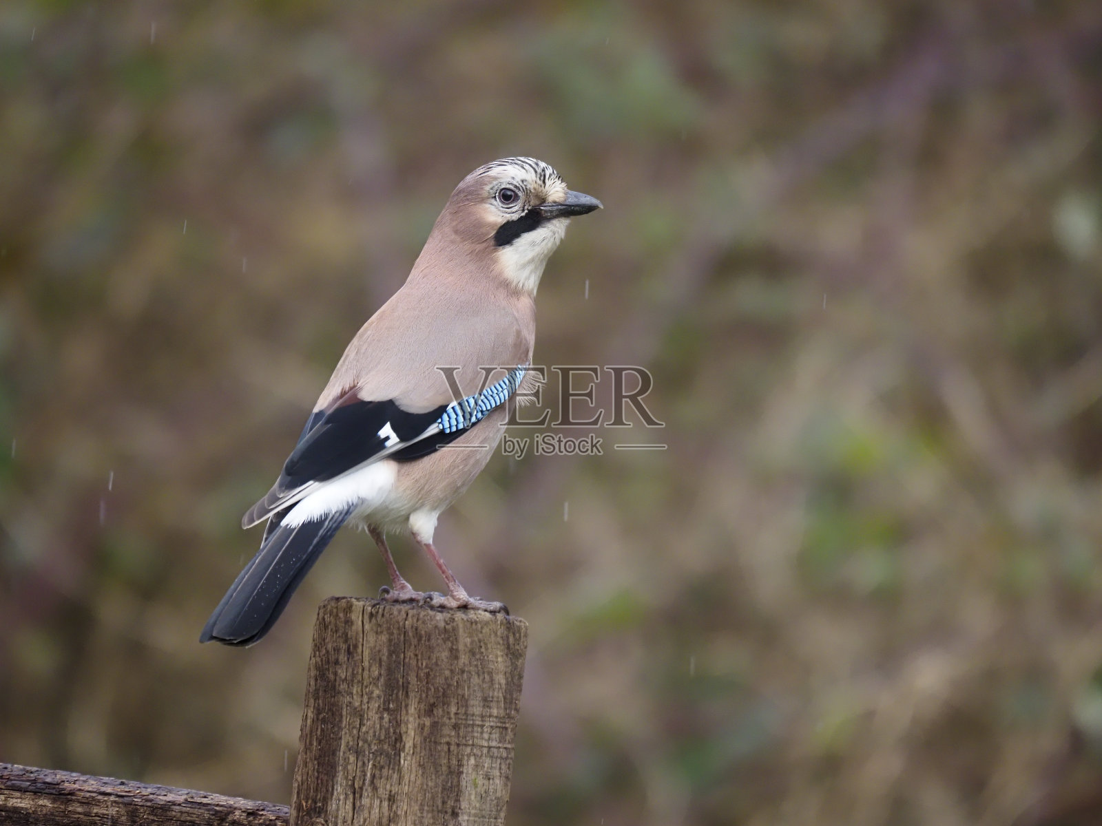 杰，这是大舌龙照片摄影图片