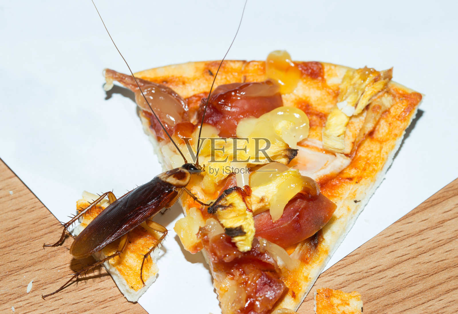 房子里的问题在于厨房里住着蟑螂。照片摄影图片