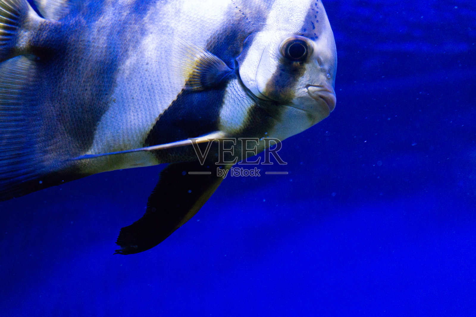 热带鱼照片摄影图片