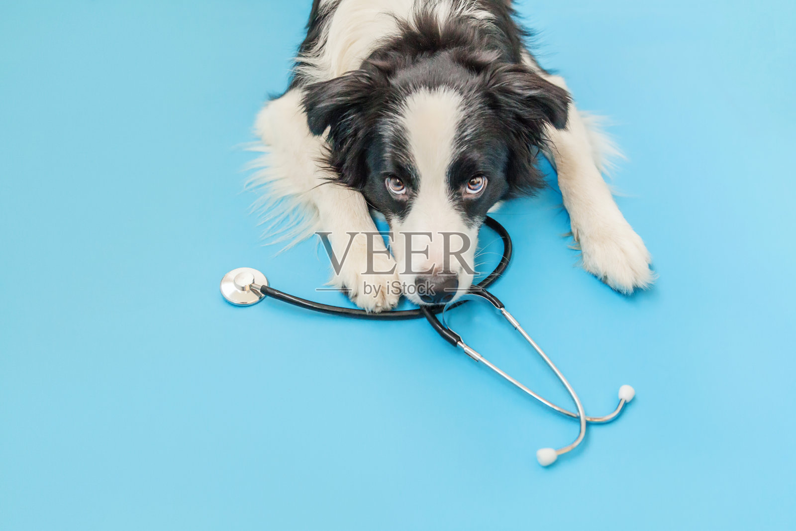 蓝色背景上隔离的小狗边境牧羊犬和听诊器。兽医诊所兽医接待处的小狗。宠物保健和动物概念照片摄影图片