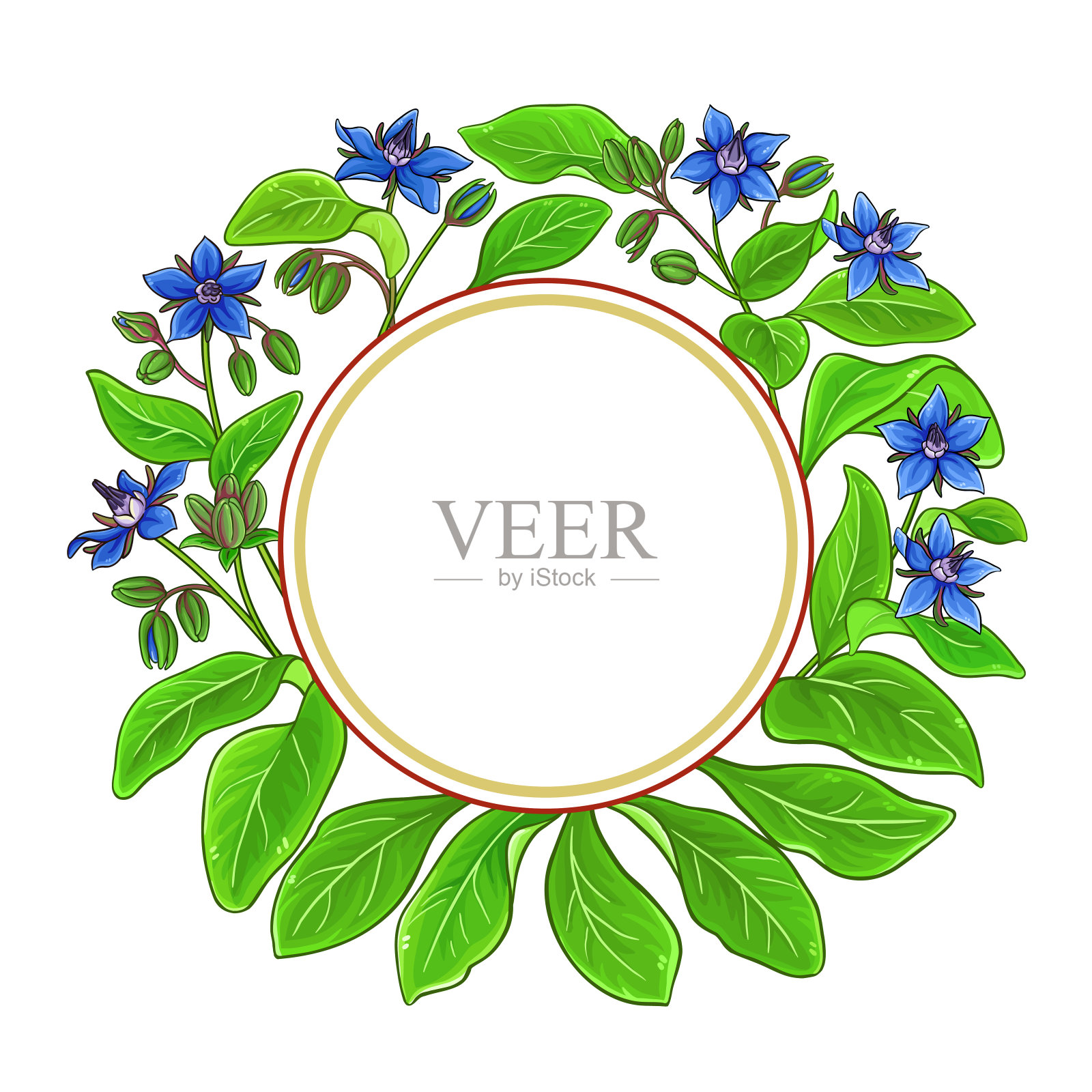 琉璃苣矢量框架插画图片素材