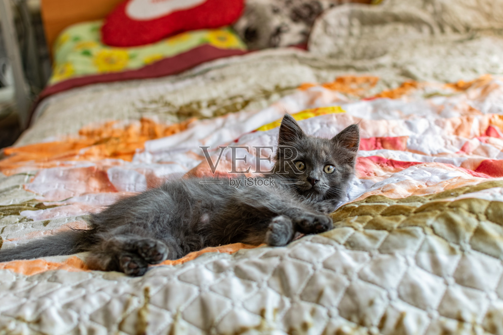 一只耳朵上有流苏的小猫咪，长着灰色的缅因毛皮，在家里照料和照料照片摄影图片