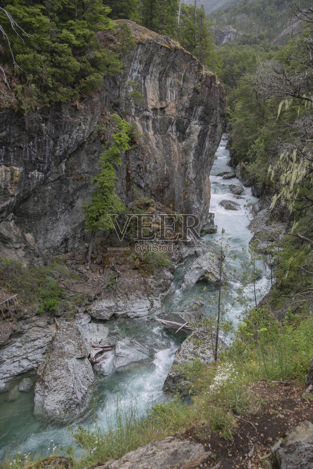 埃尔博尔森森林河 - 巴塔哥尼亚阿根廷照片摄影图片