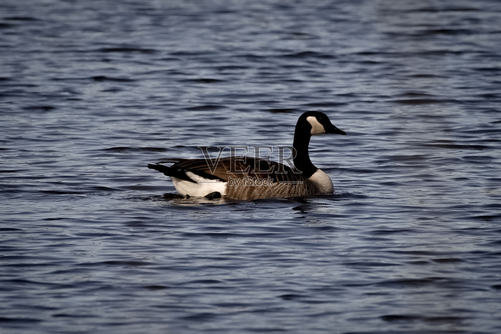 FDR公园的野生动物照片摄影图片