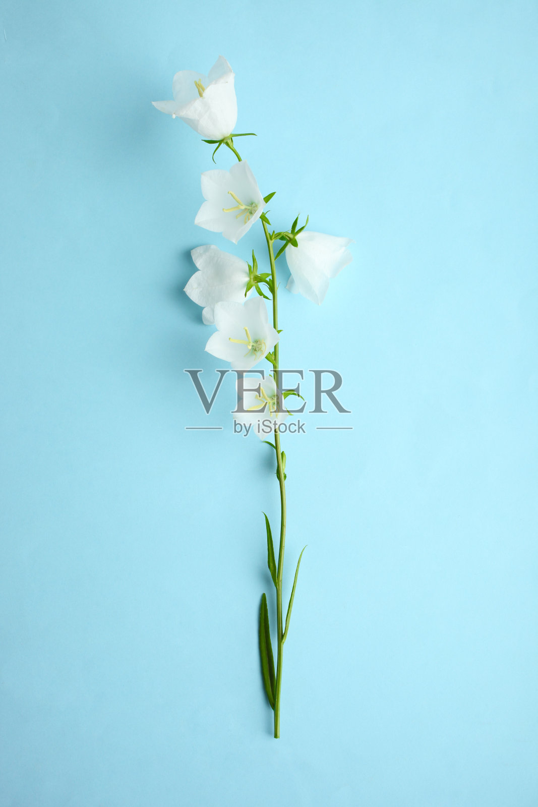 美丽的白花铃铛照片摄影图片