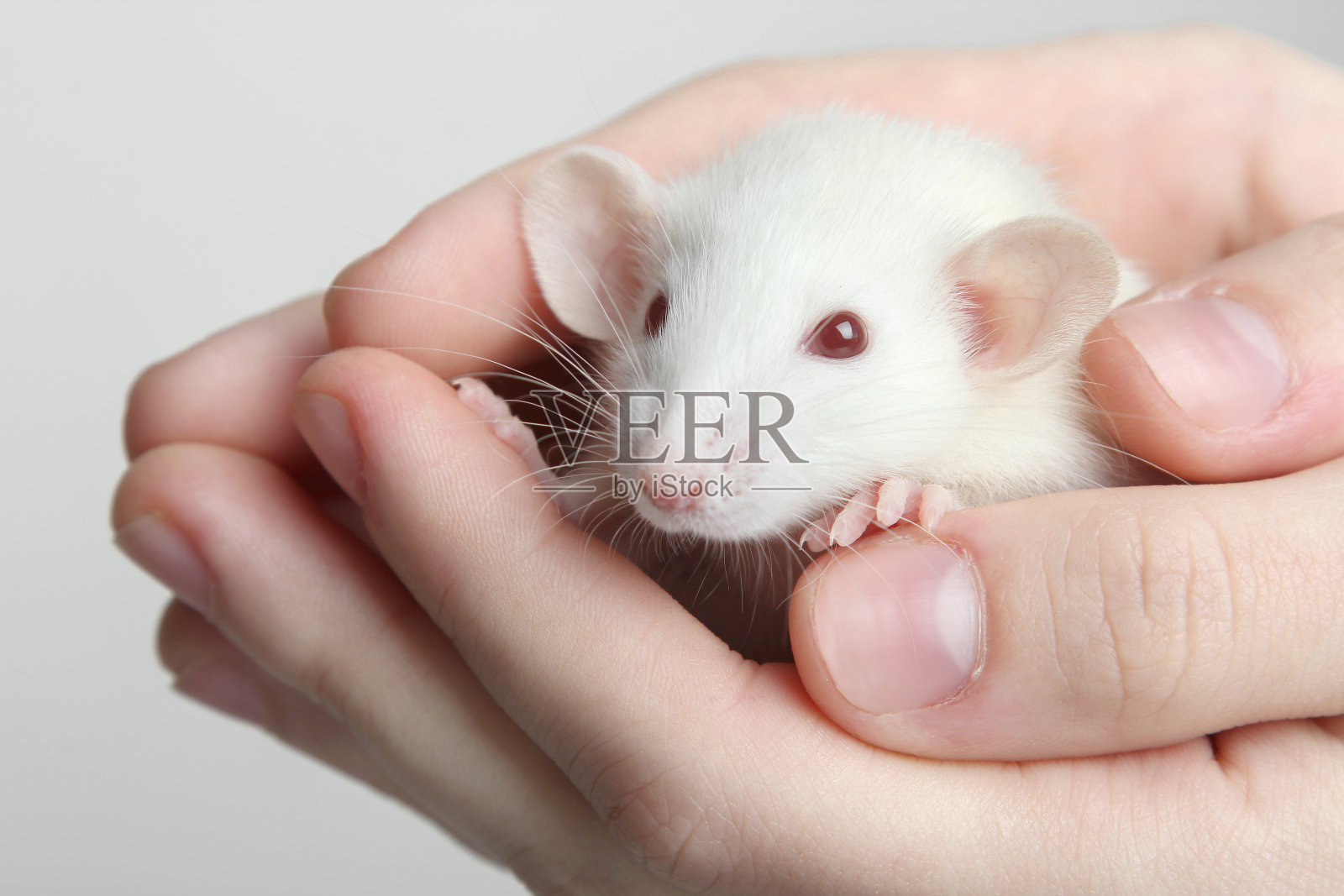 白色的实验室老鼠照片摄影图片