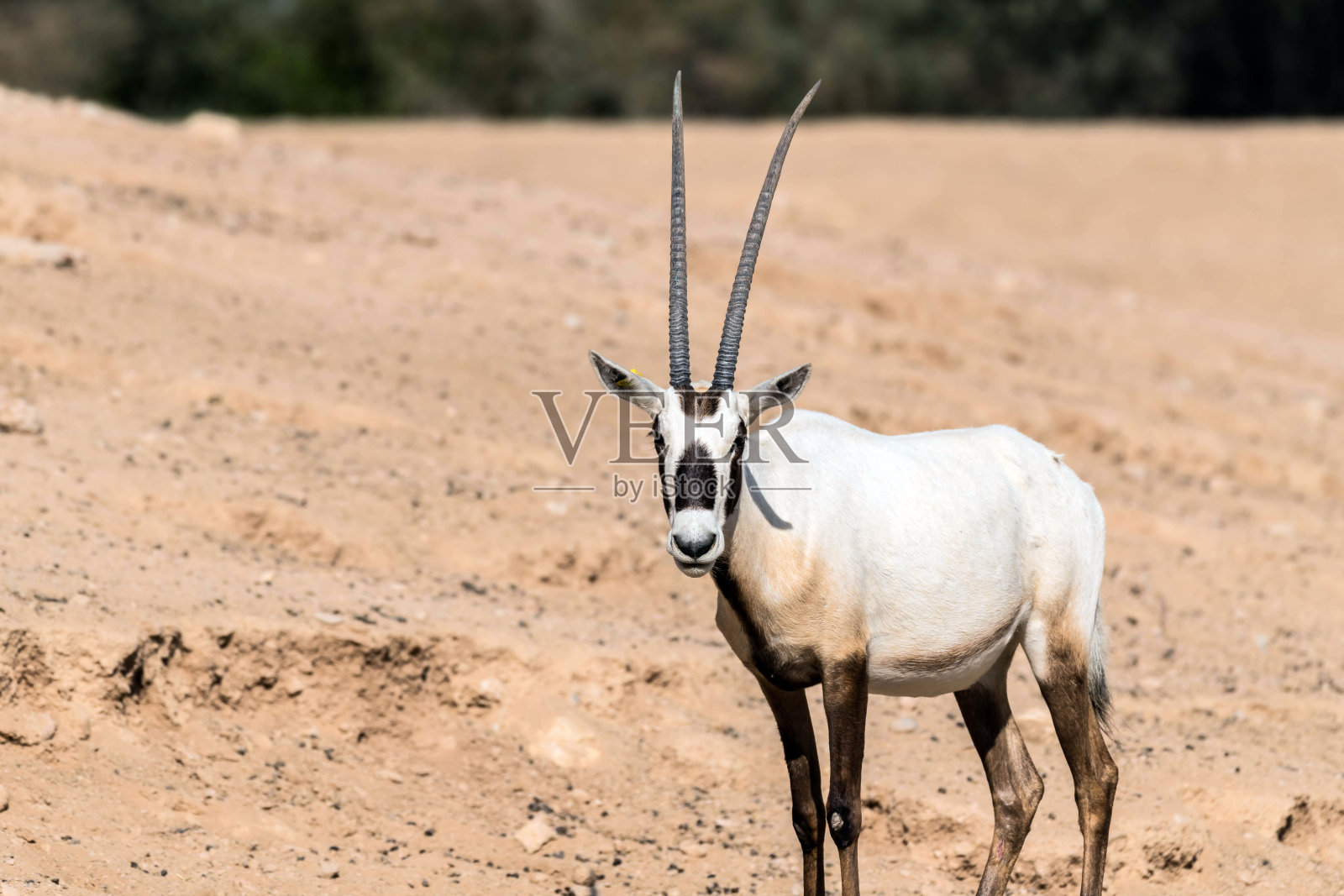 野生阿拉伯羚羊照片摄影图片