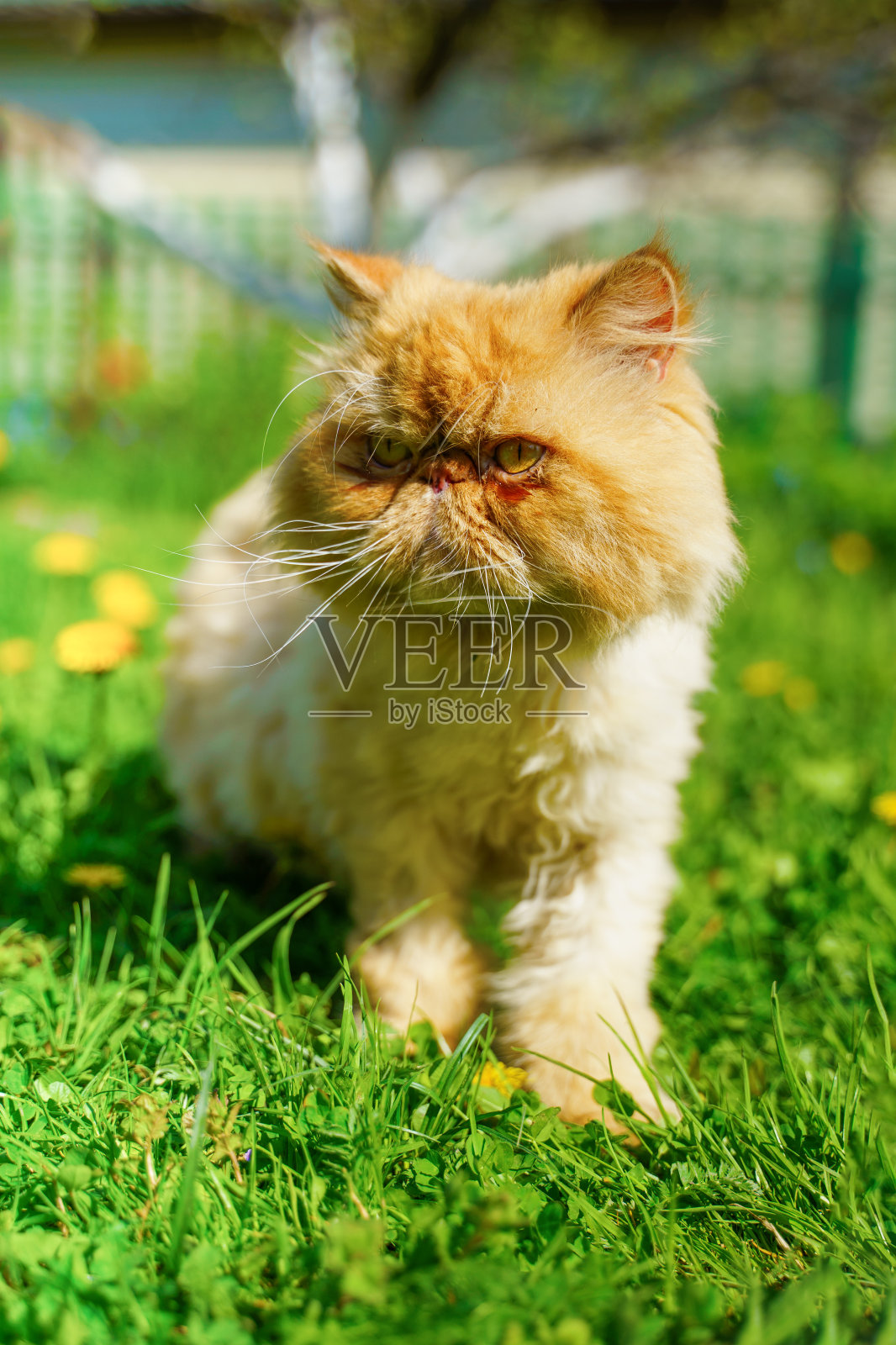 绿草里的红色波斯猫。照片摄影图片