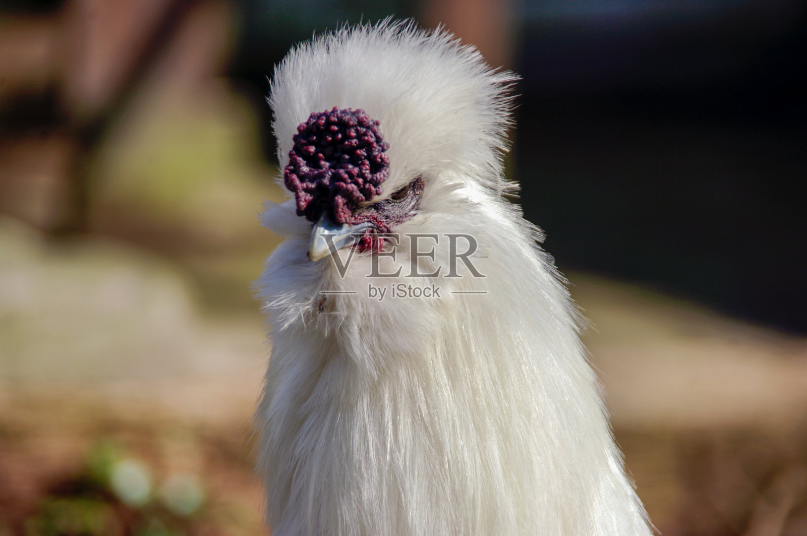 Silkie鸡照片摄影图片