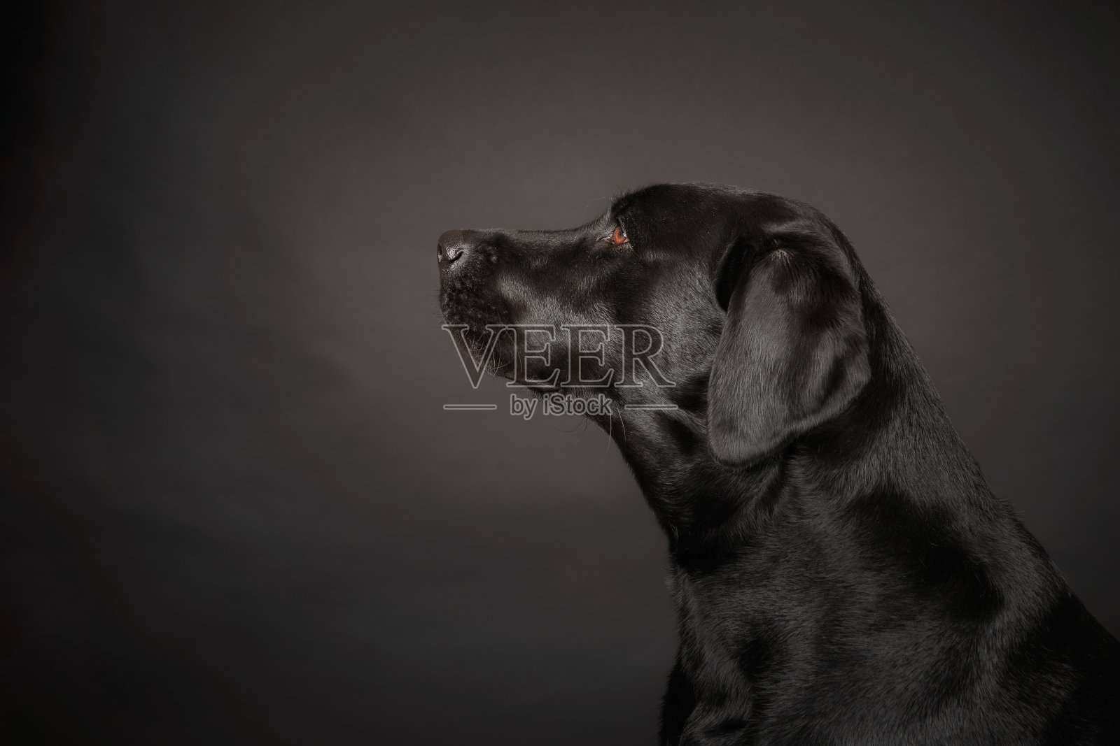 黑色的拉布拉多在黑暗的背景照片摄影图片
