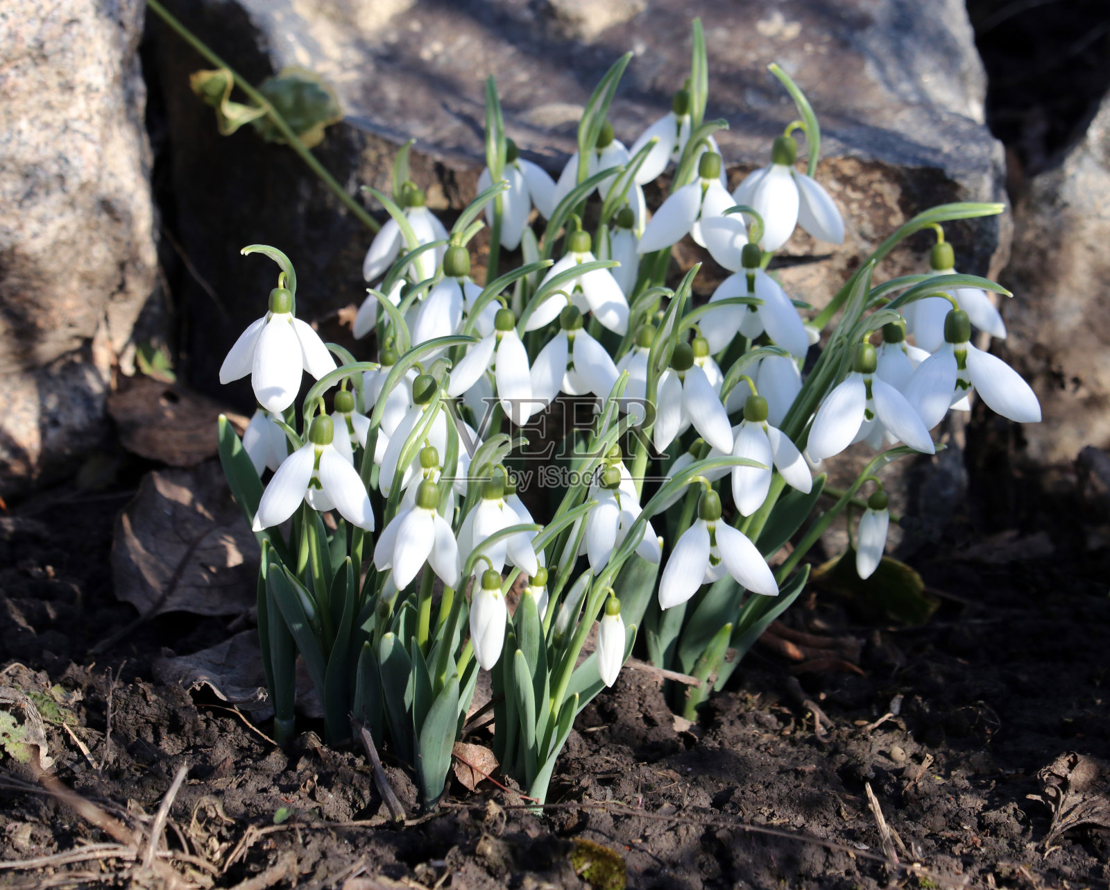 雪花莲，春天的第一朵花。照片摄影图片