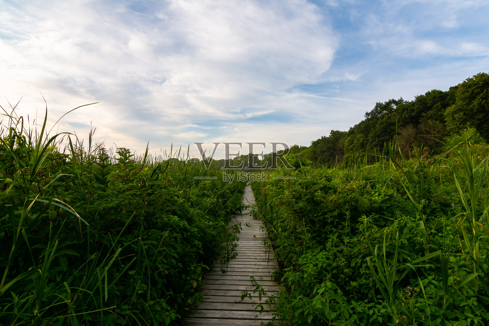 夏天的傍晚在狄克逊水鸟避难所照片摄影图片