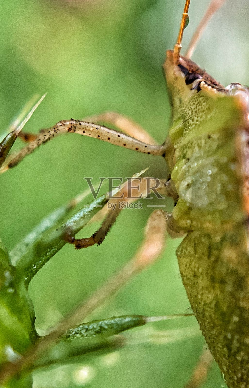 臭虫照片摄影图片