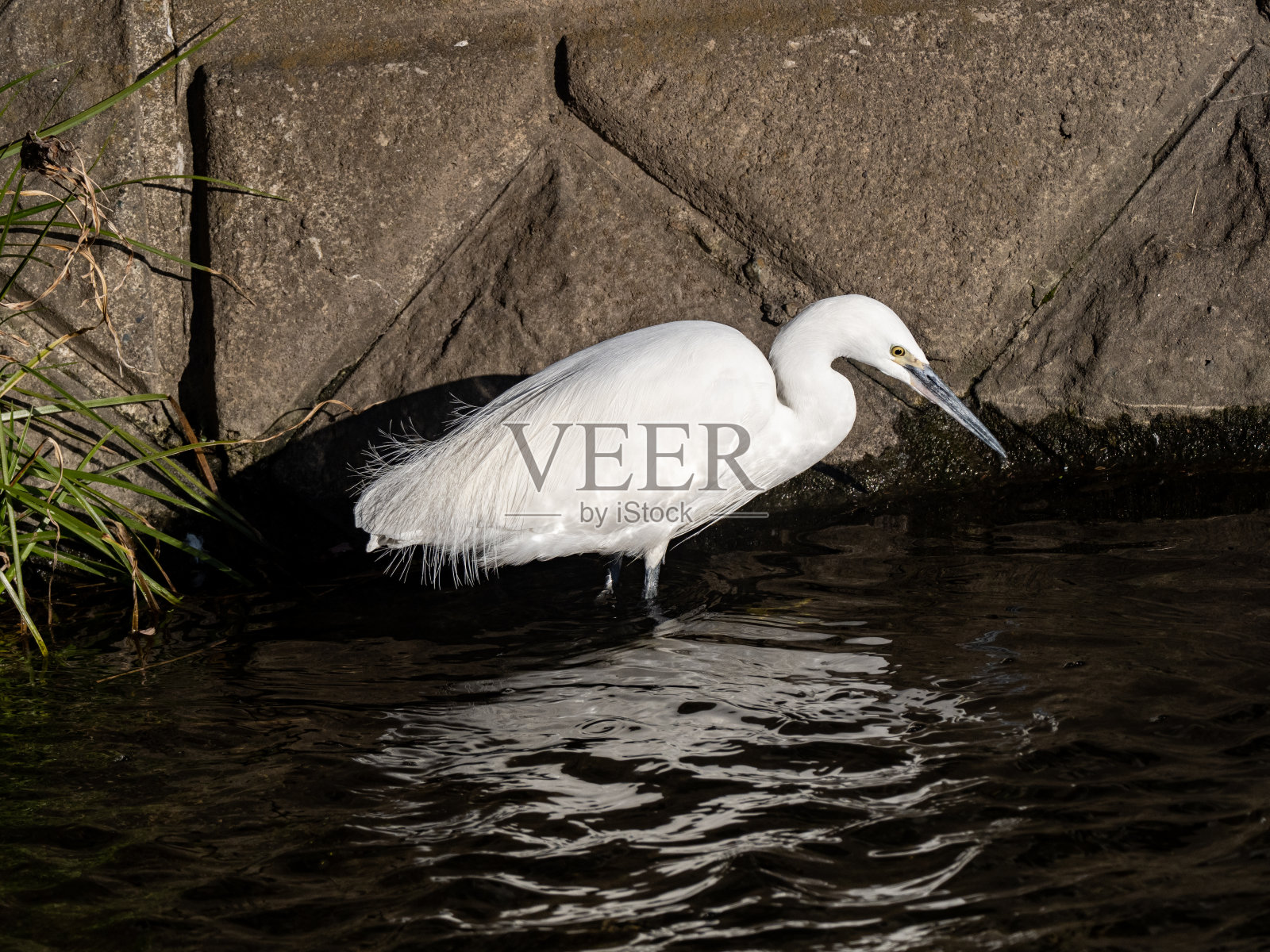 小白鹭捕鱼在Hikiji河4照片摄影图片