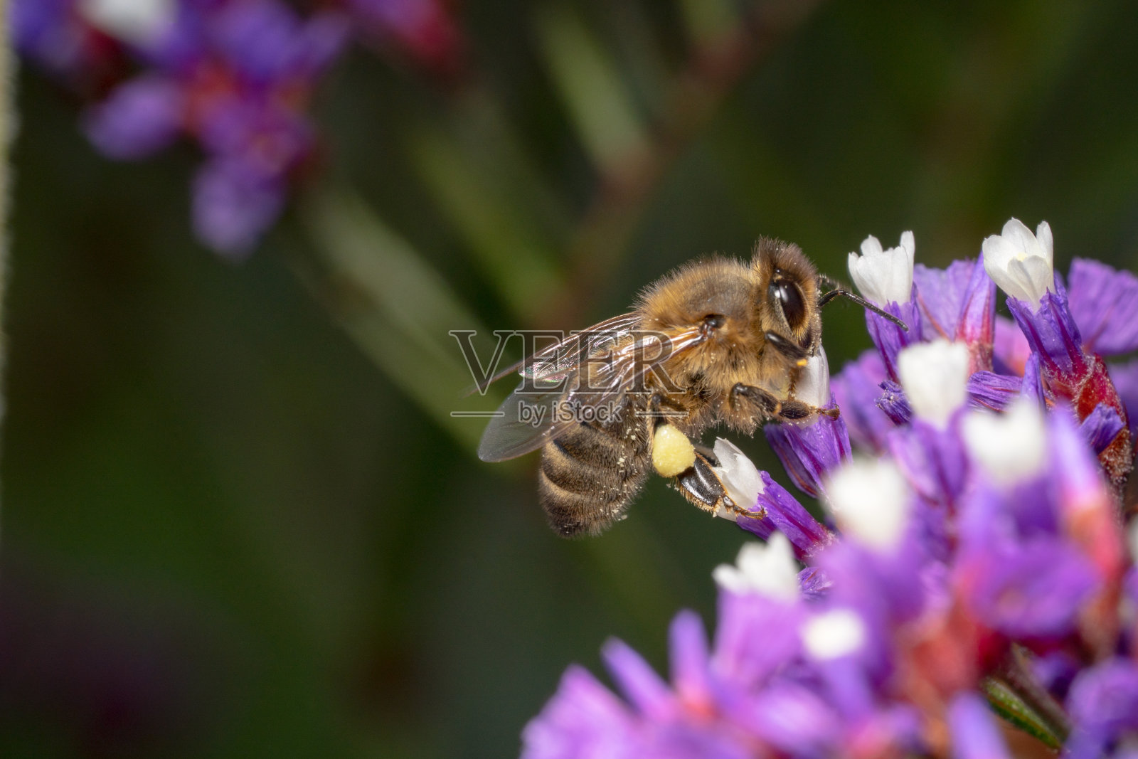 蜜蜂爬上紫色和白色的花朵寻找花粉-远处拍摄照片摄影图片