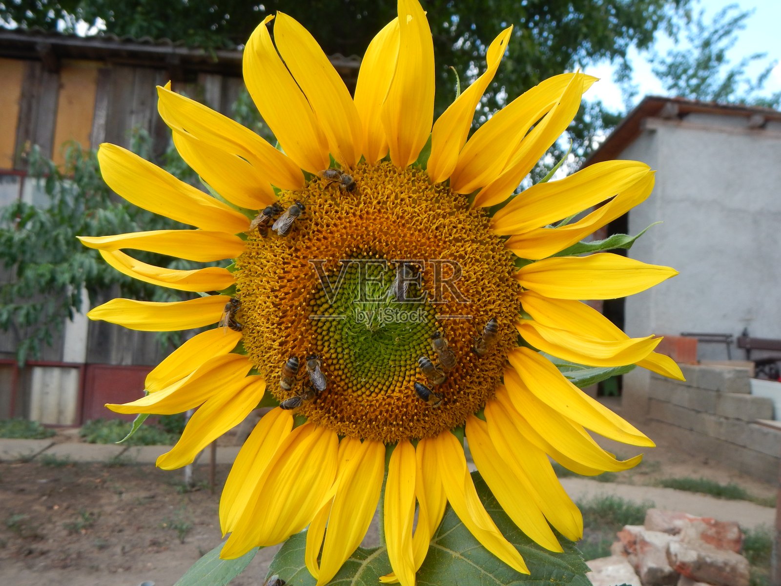 近距离观察向日葵花和授粉的蜜蜂照片摄影图片