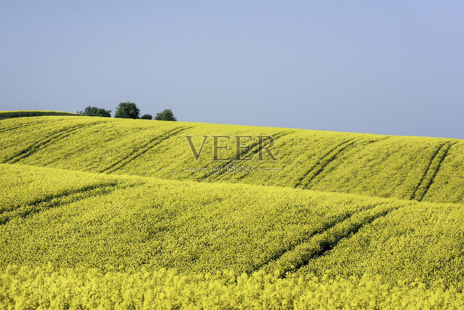 南摩拉维亚晴朗的天空下的油菜籽山照片摄影图片