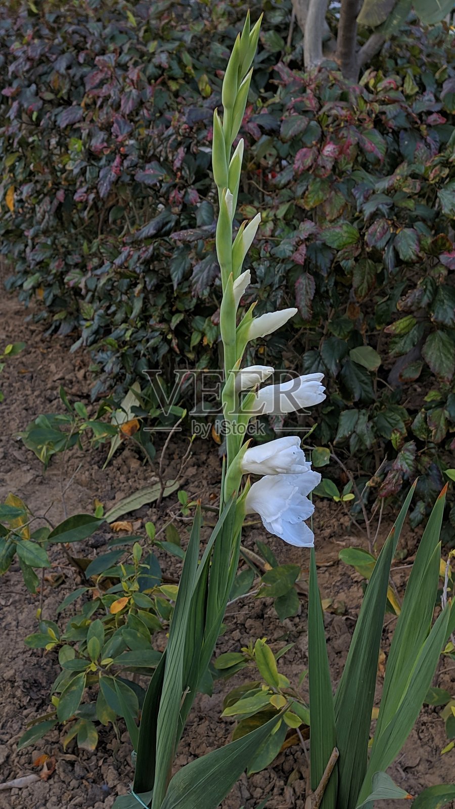 花园里的龙头百合照片摄影图片