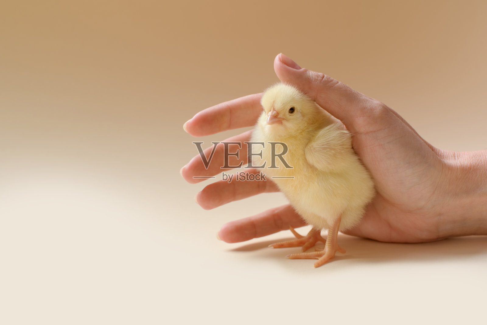 女性手掌中的新生小鸡照片摄影图片