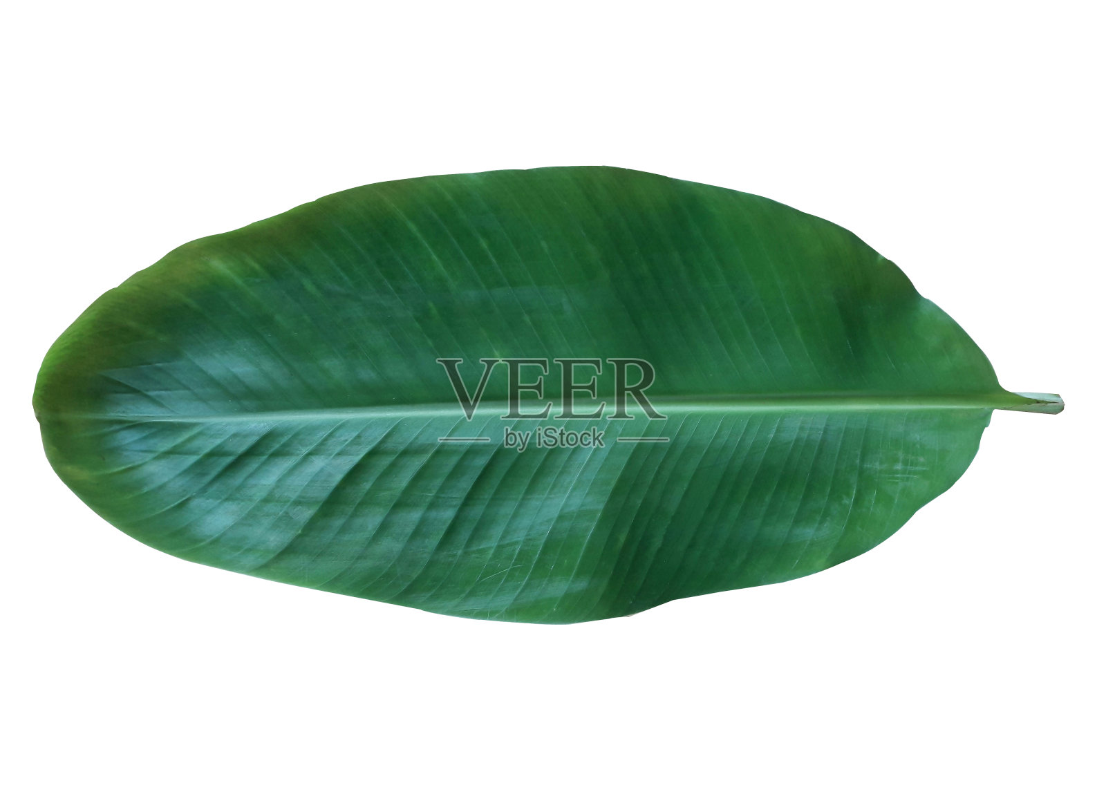 香蕉叶子。照片摄影图片