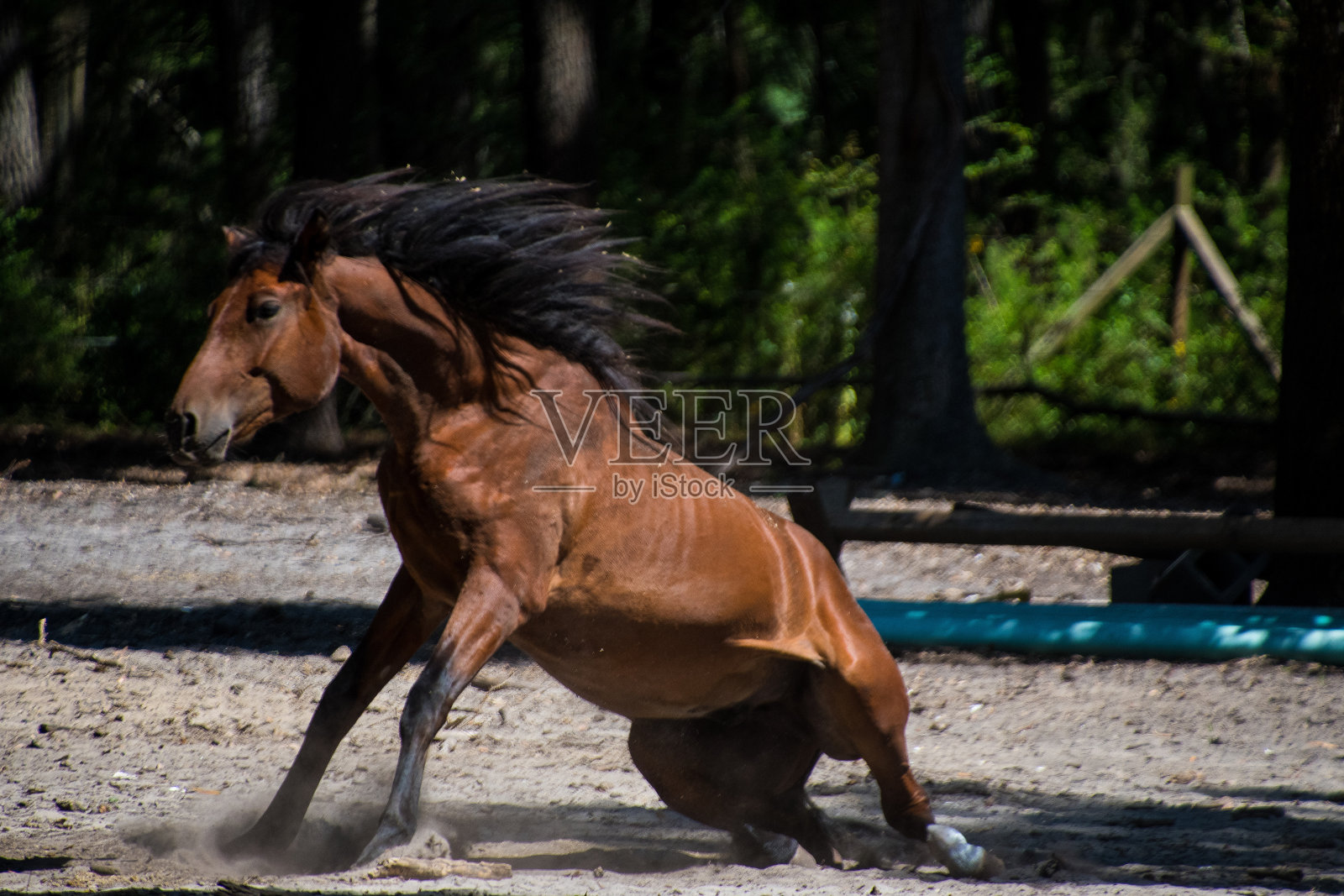 Daufuskie岛照片摄影图片