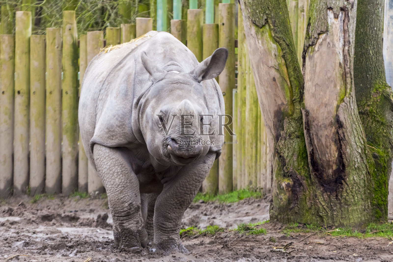 年轻的雄性印度犀牛或更大的独角犀牛照片摄影图片