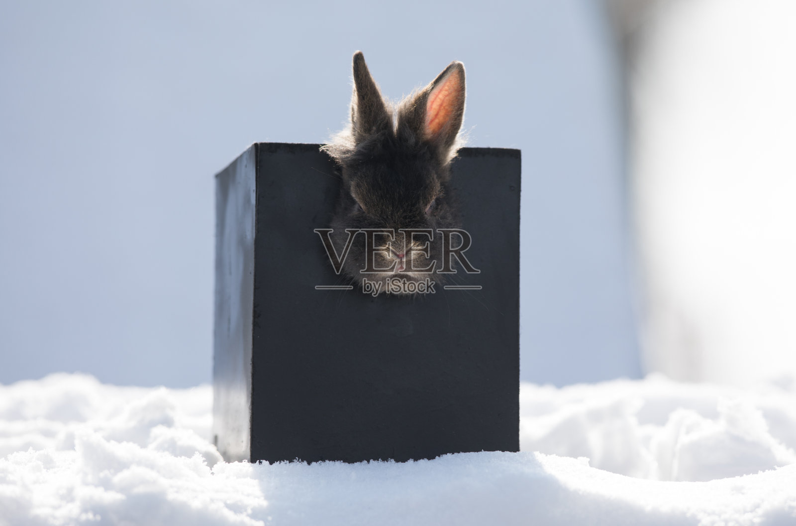 黑色盒子里的黑兔照片摄影图片