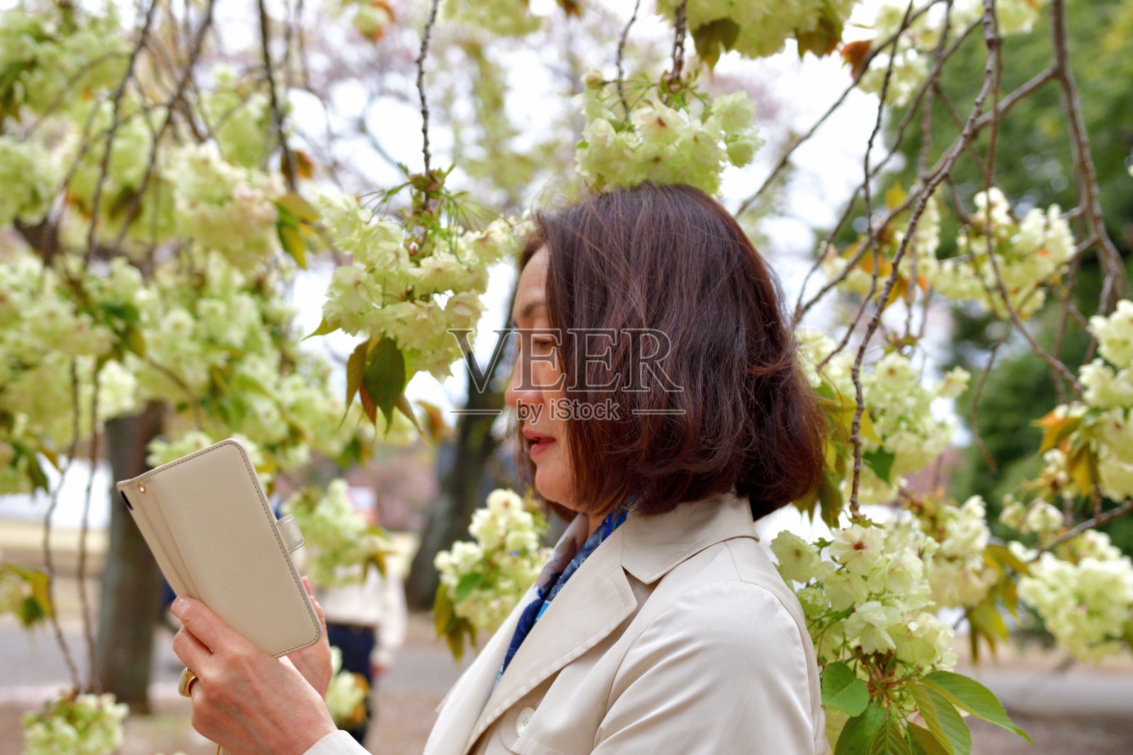 日本女子在东京欣赏盛开的樱花照片摄影图片