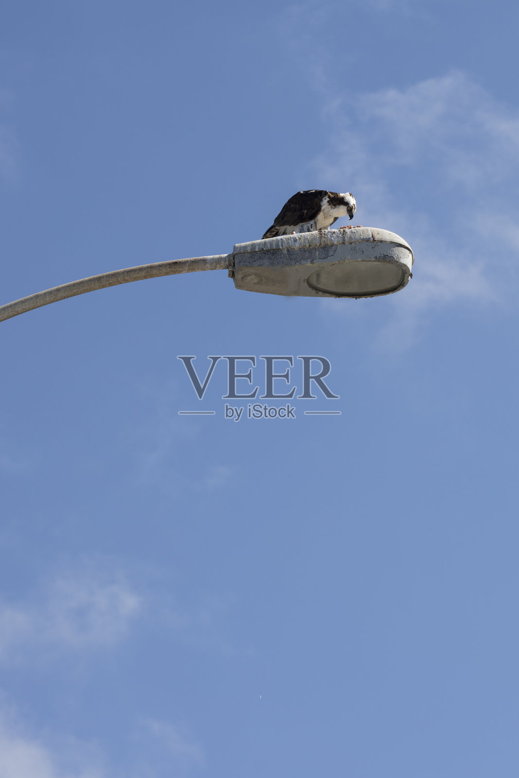 在加州拉霍亚，一只鱼鹰在路灯顶上吃猎物照片摄影图片