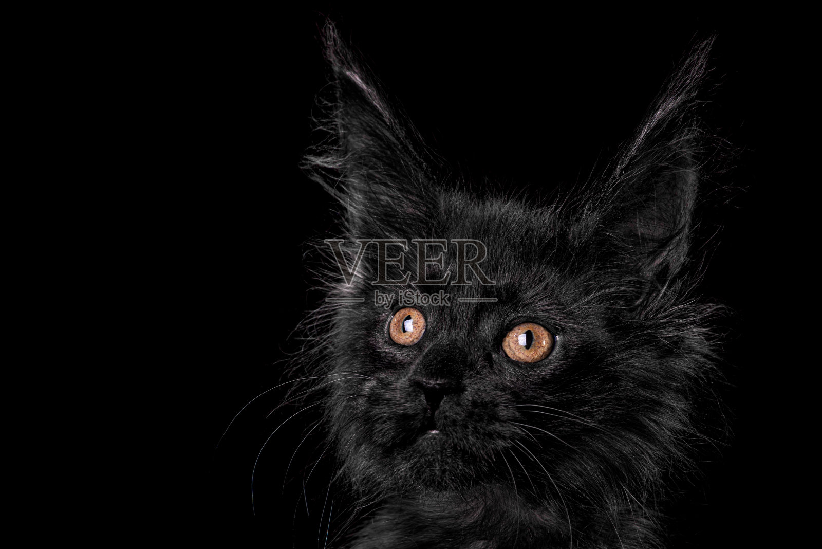 黑色背景上的缅因猫。照片摄影图片