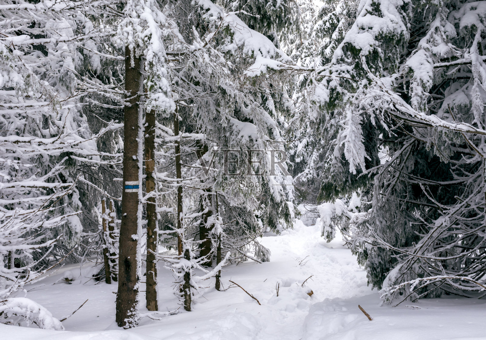 冬季森林照片摄影图片
