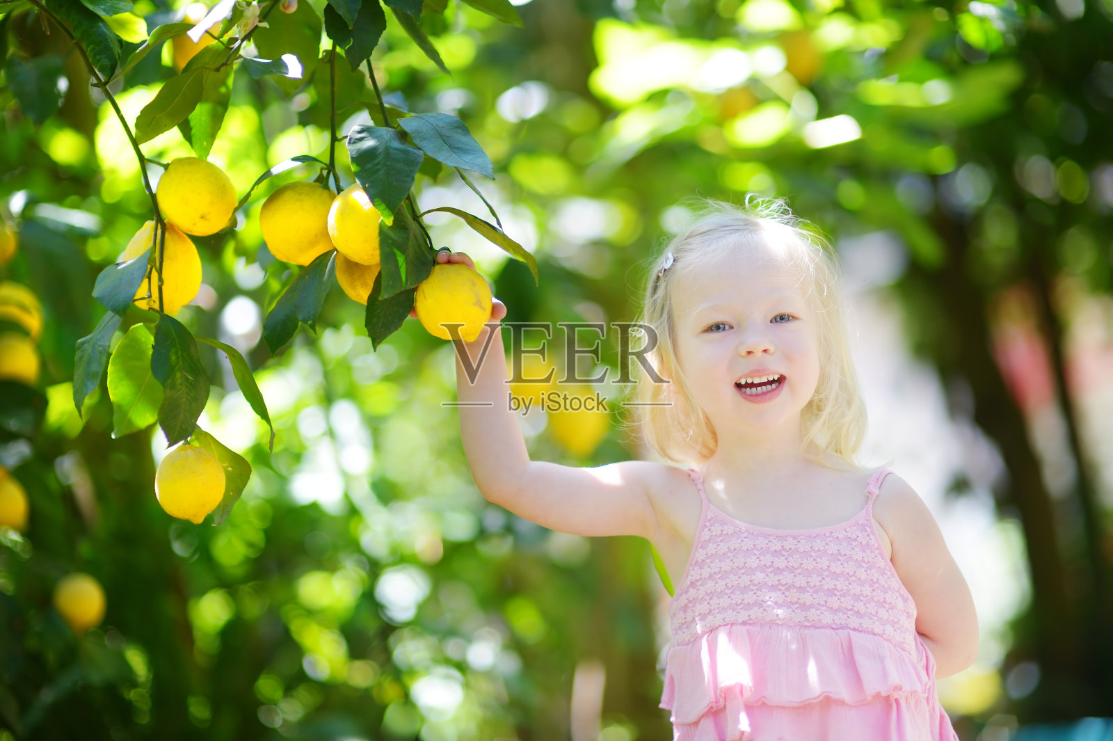 可爱的小女孩采摘新鲜成熟的橙子照片摄影图片