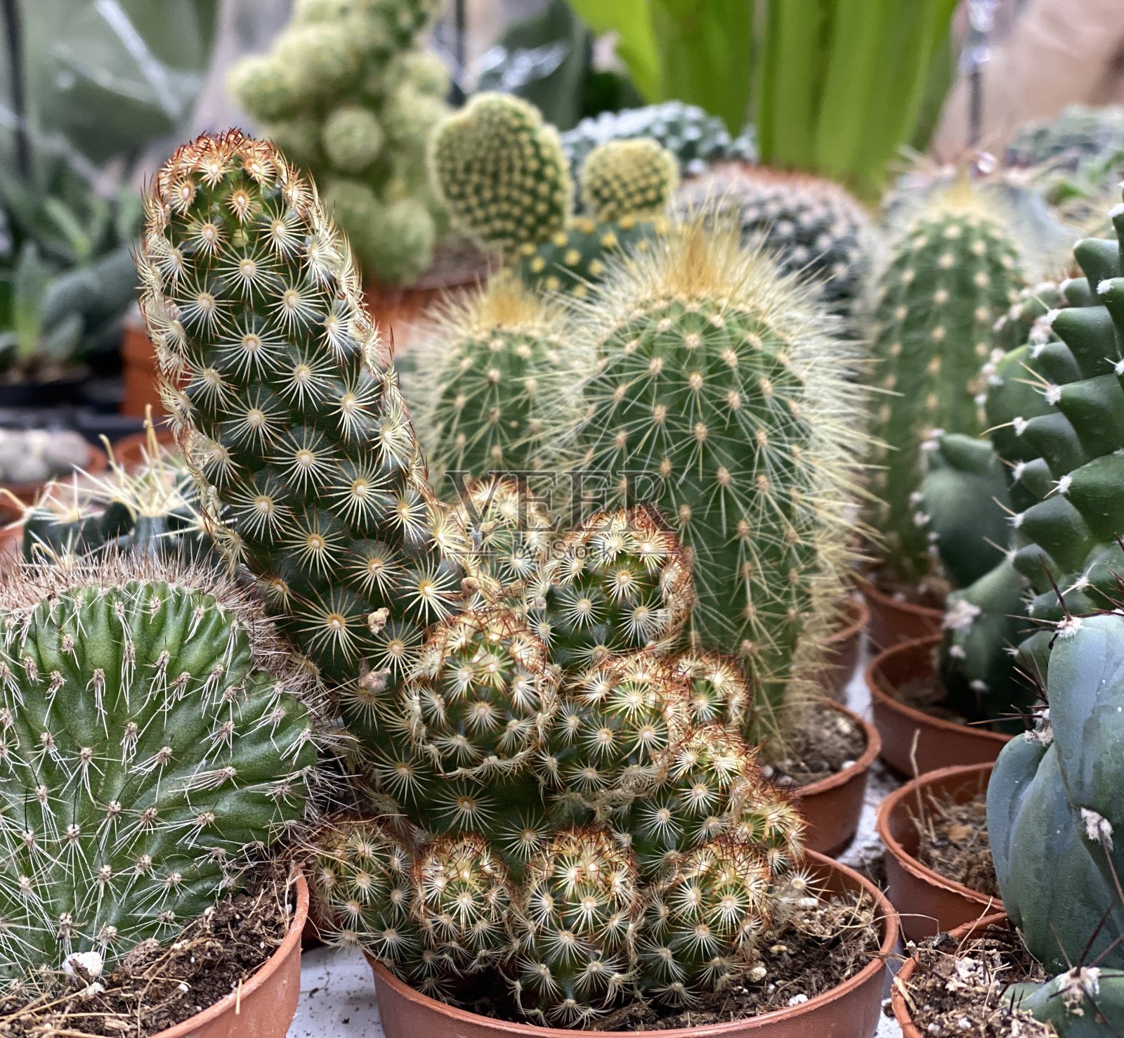 仙人掌照片摄影图片