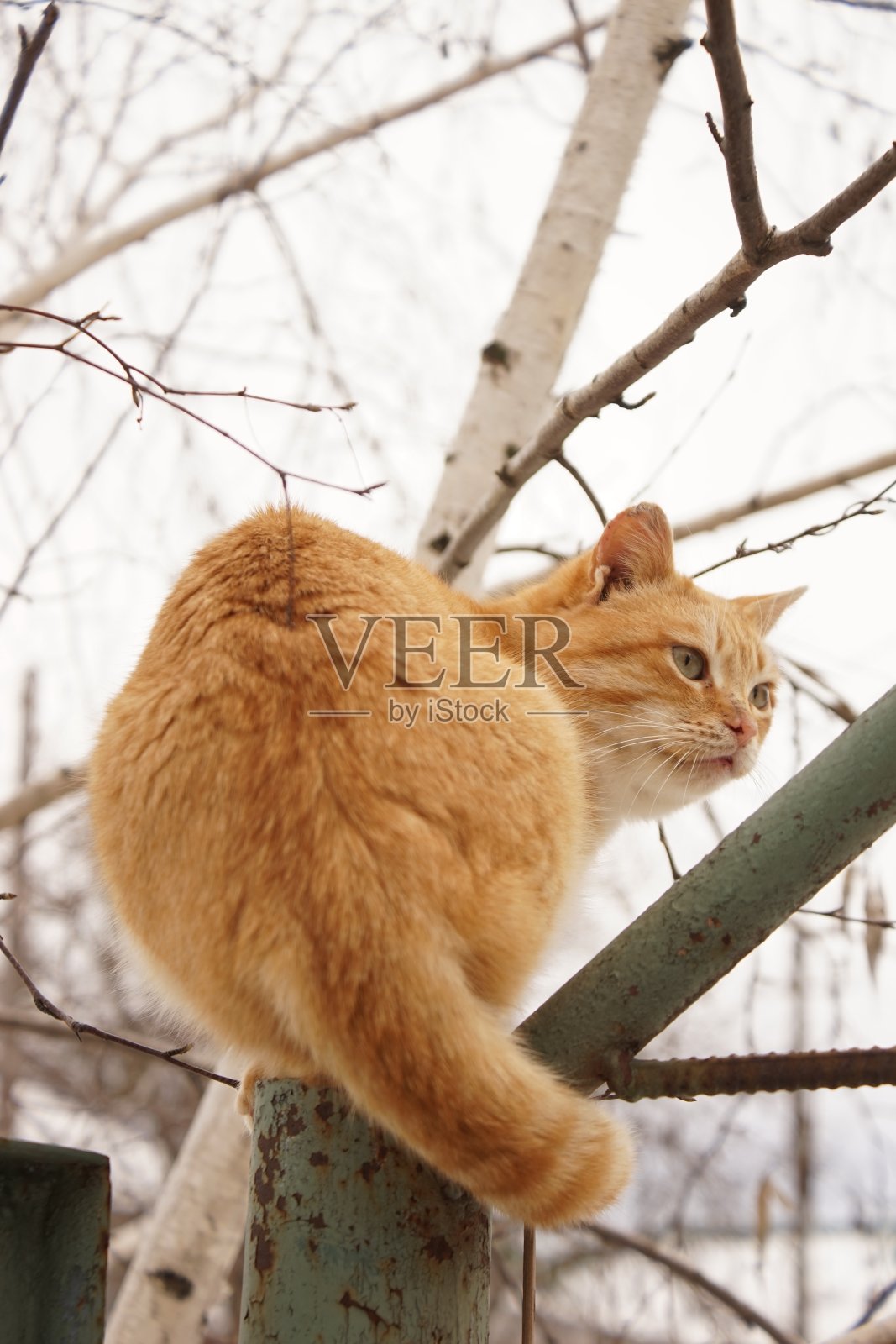 冬天里，姜猫坐在老旧的绿色篱笆上照片摄影图片