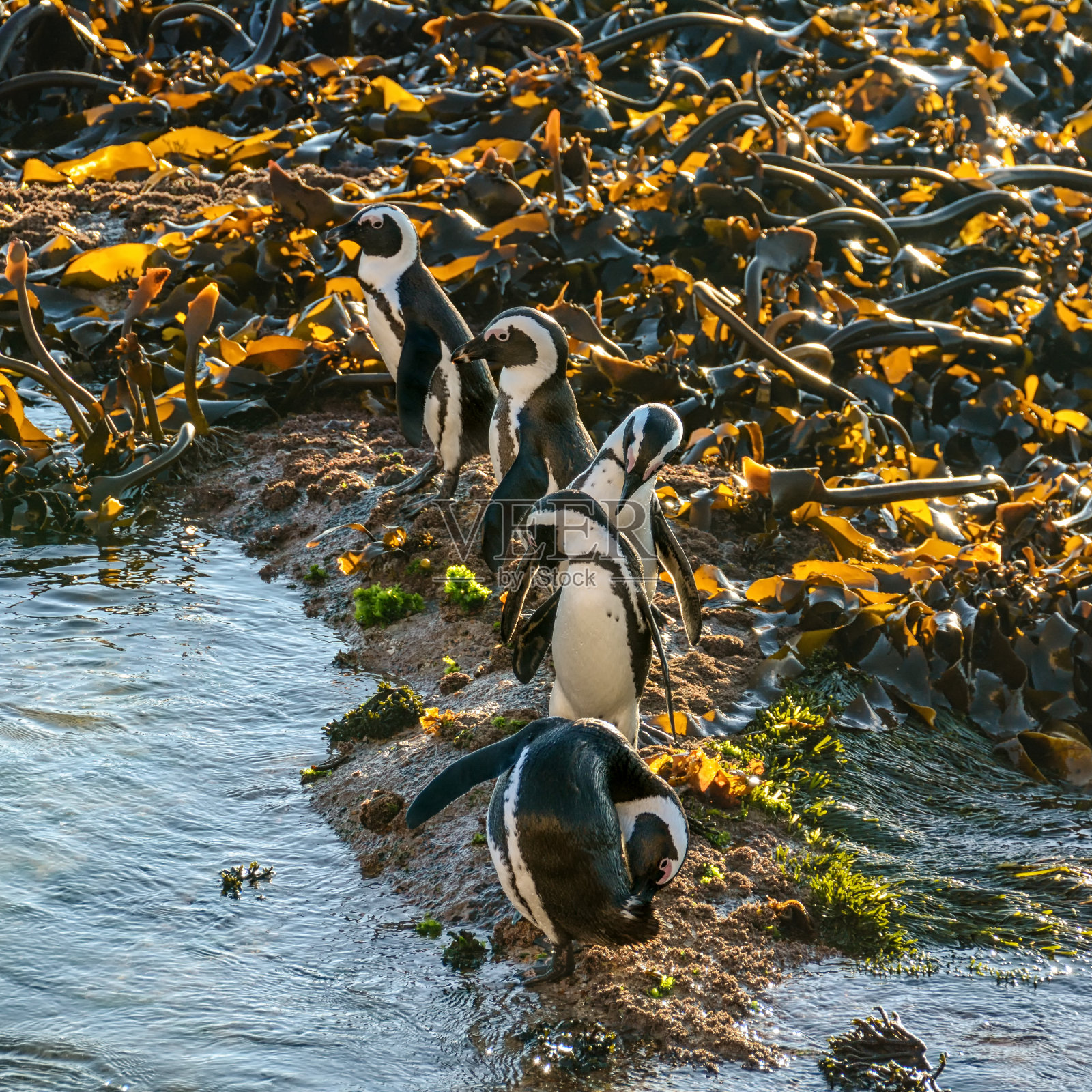 非洲企鹅照片摄影图片