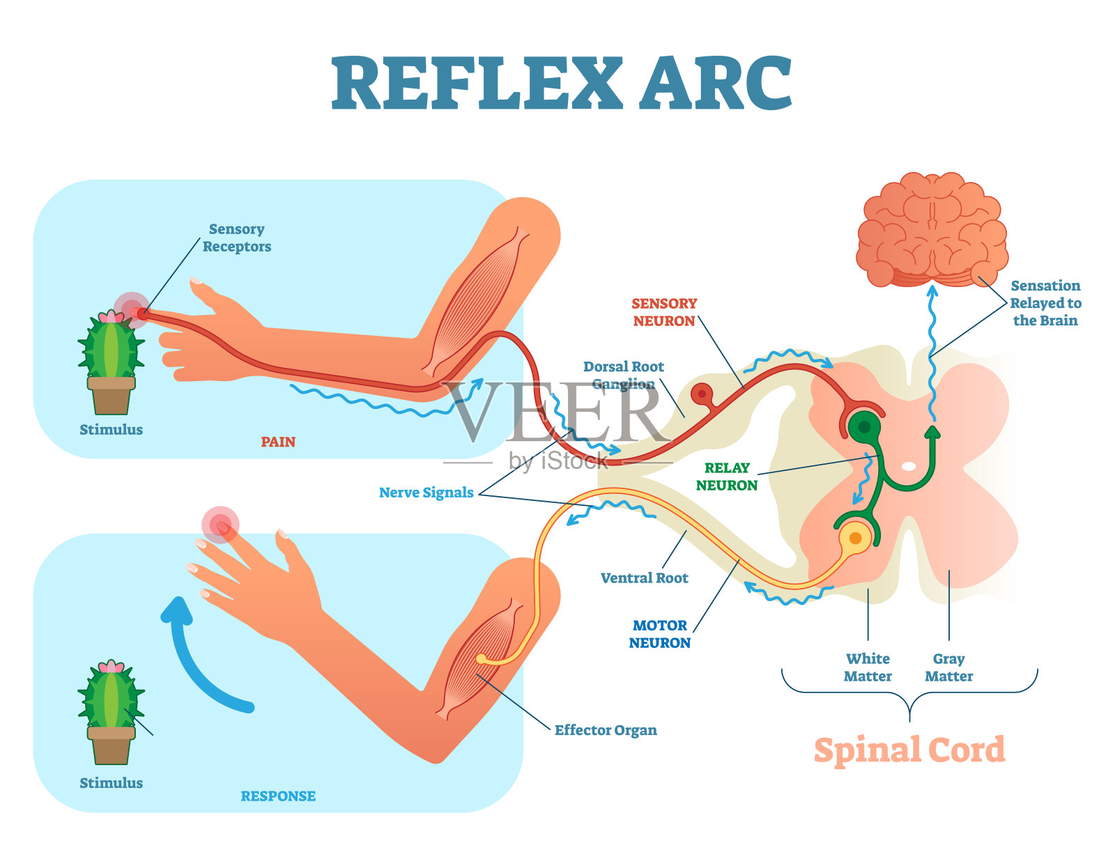 脊柱反射弧解剖图，矢量图，包含脊髓，刺激通路到感觉神经元，中继神经元，运动神经元和肌肉组织。插画图片素材