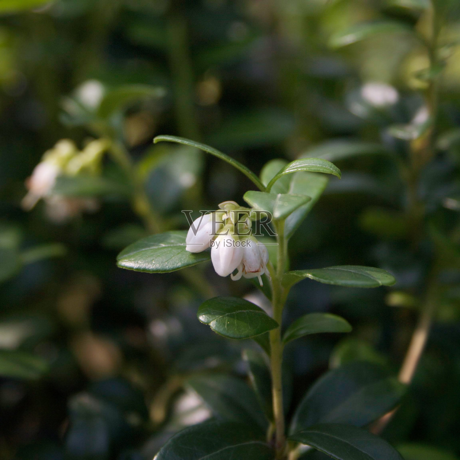 花园中越橘或Fowberry灌木上的白色花朵。照片摄影图片