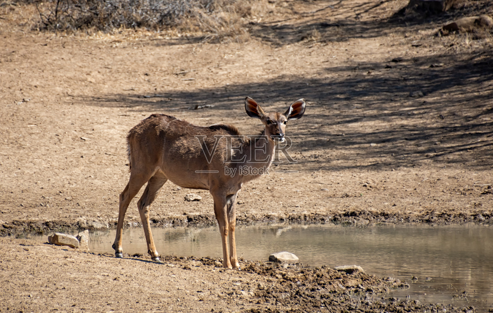 女性得照片摄影图片