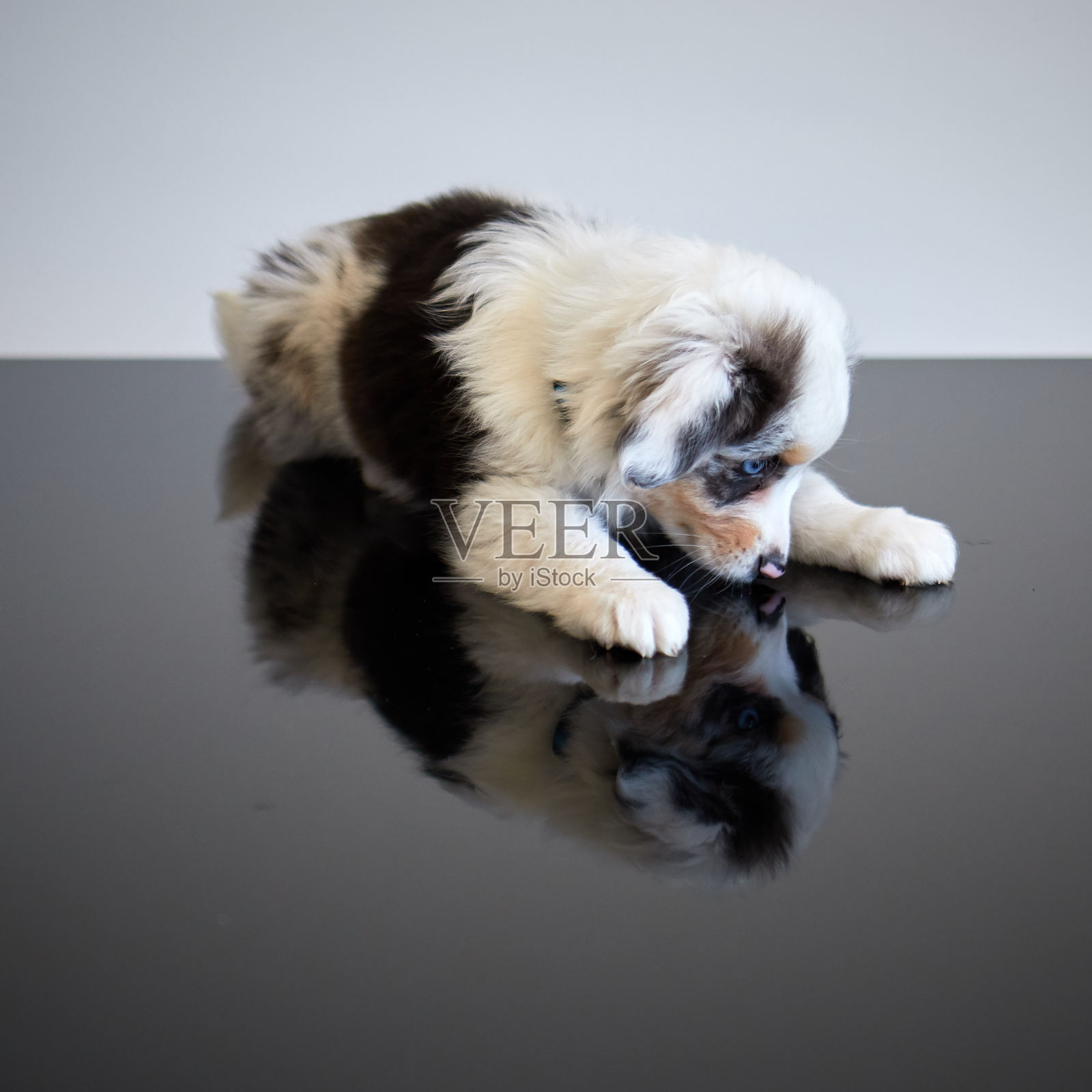 反思2中的狗照片摄影图片