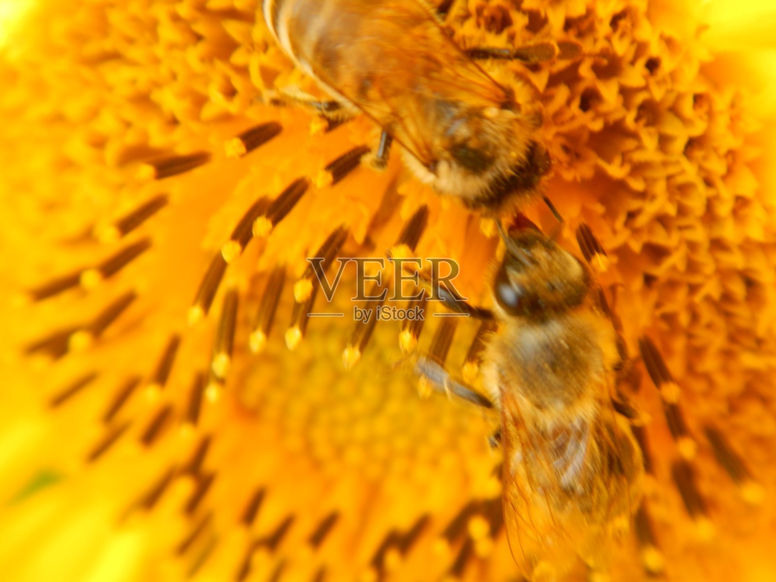 近距离观察向日葵花和授粉的蜜蜂照片摄影图片