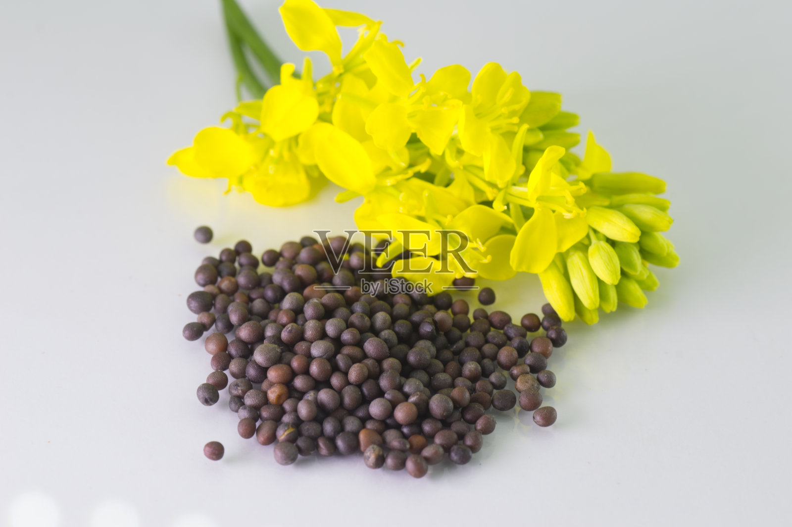 白色背景上的棕色芥菜花和种子照片摄影图片