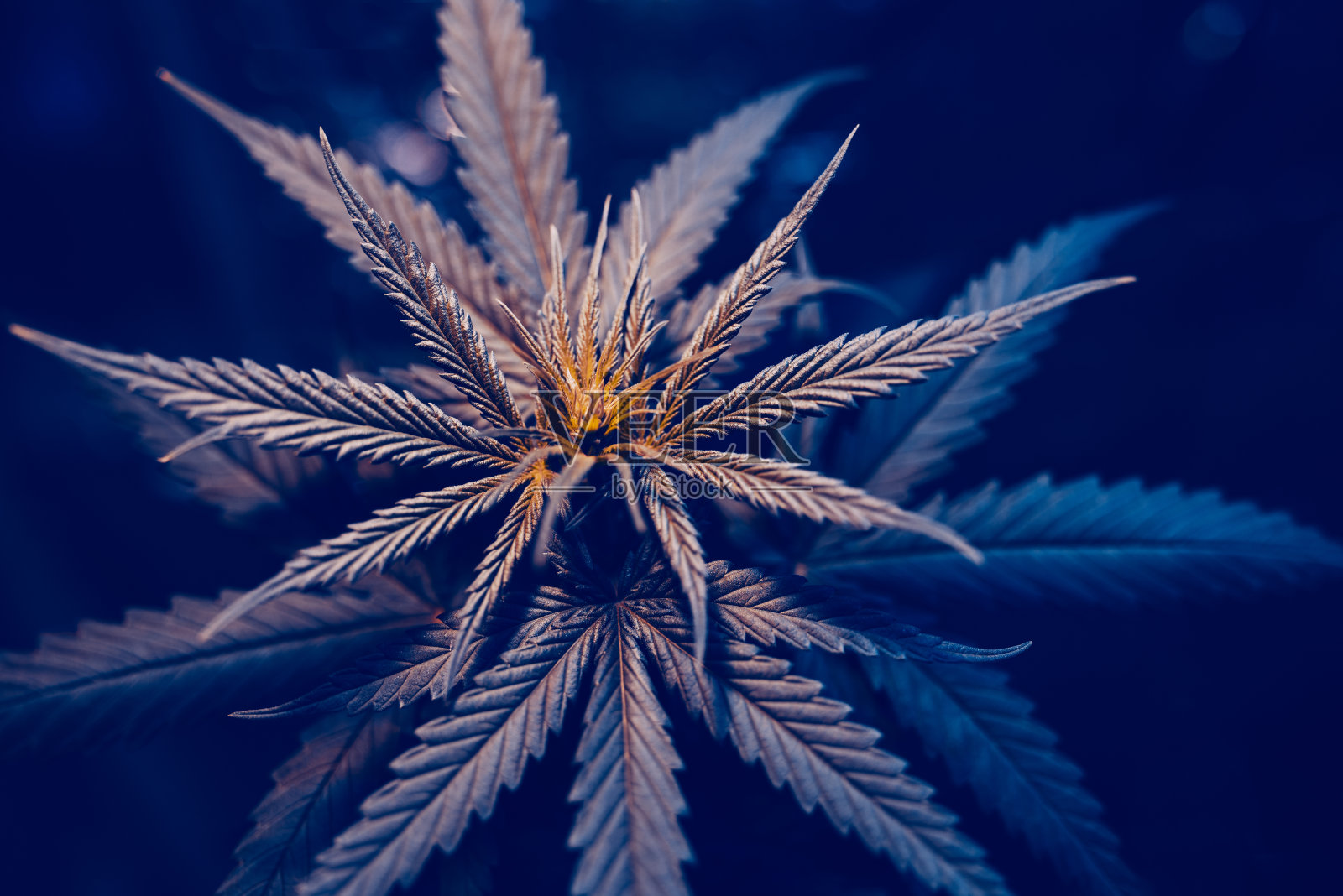 种植医用大麻照片摄影图片